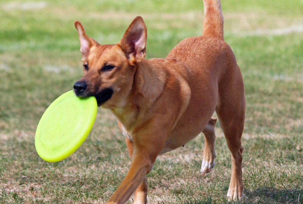 Dog Park Shade Structure