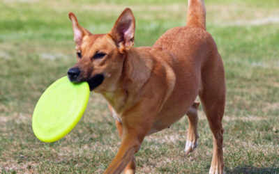 Shade Structures for Dog Kennels and Dog Parks